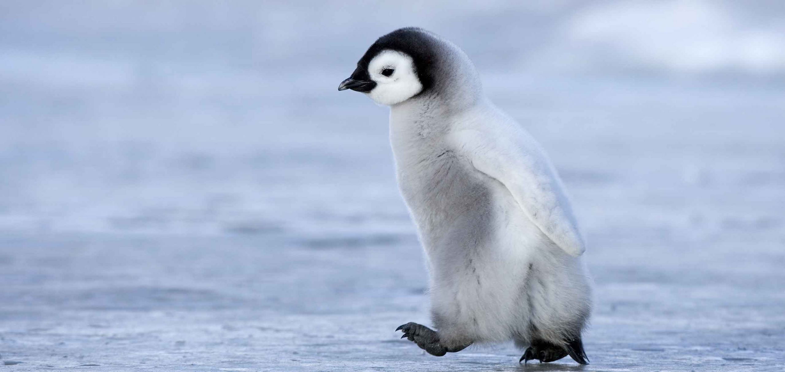 Algoritmen Google Penguin 4.0 rullar ut globalt